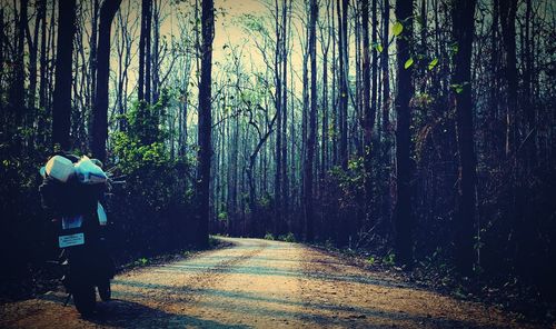 Rear view of person on road amidst trees in forest