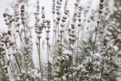 Close-up of flowering plants on field during winter