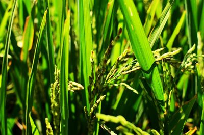 Full frame shot of bamboo plants on field