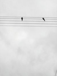 Low angle view of bird perching on cable against sky