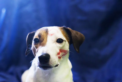 Close-up portrait of dog