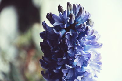 Close-up of flowers against blurred background
