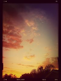 Silhouette of trees at sunset