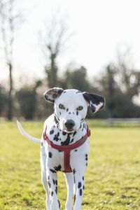 Portrait of dog on grass