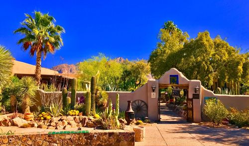 Trees against clear blue sky