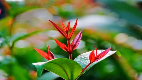 Close-up of red flowering plant