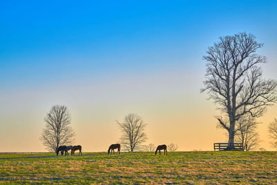 View of sheep grazing on field