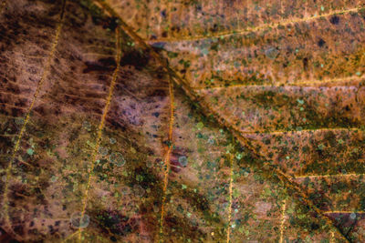 Full frame shot of rock on land