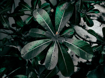 High angle view of leaves