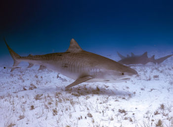 A tiger shark - galeocerdo cuvier - in bimini, bahamas