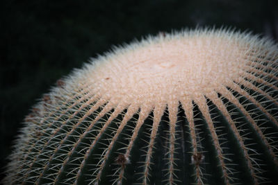Of golden barrel cactus