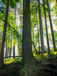 Trees in forest