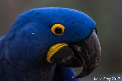 Close-up of bird