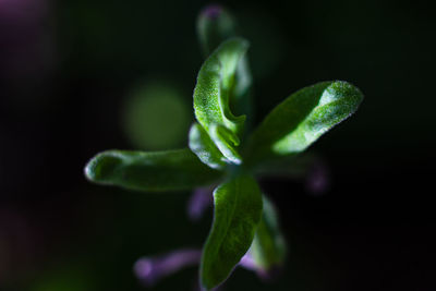 Close-up of plant against black background