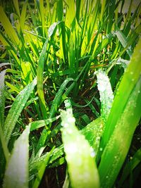 Close-up of grass