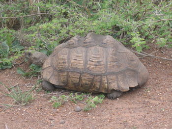 View of tortoise on land