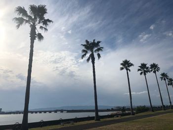 Silhouette palm trees against sky