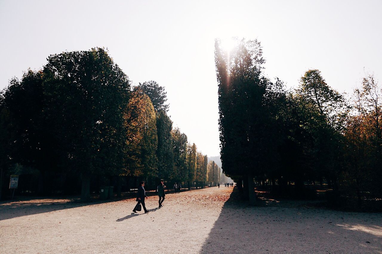 MAN AGAINST TREES AND CLEAR SKY