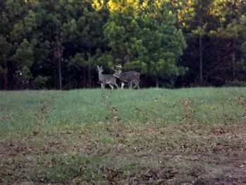 Dog standing on grassy field