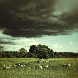 Bird on field against storm clouds