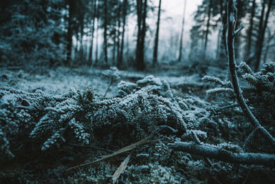 Close-up of pine tree in forest during winter