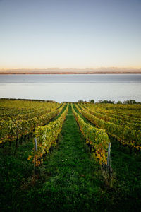 Scenic view of vineyard against clear sky