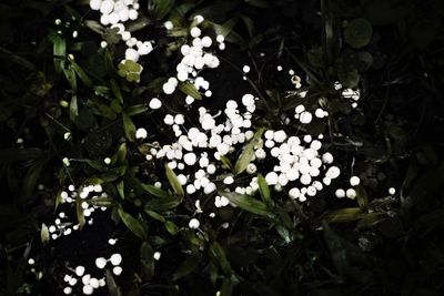 Close-up of white butterfly on plant