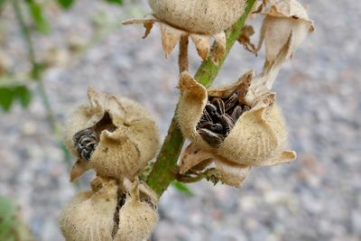 Close-up of wilted flower