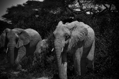 Elephant standing in a forest