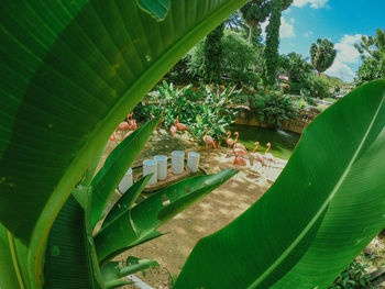 Close-up of green leaves on plant