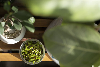 Close-up of leaves in bowl on table