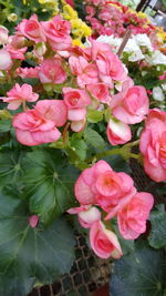 Close-up of pink roses