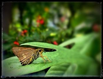 Close-up of butterfly perching on leaf