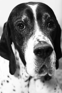 Close-up portrait of dog