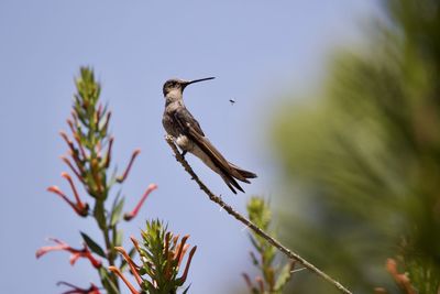 Low angle view of bird perching on a plant