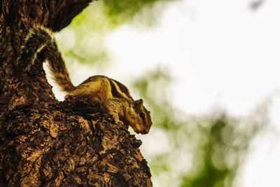 Low angle view of squirrel on tree