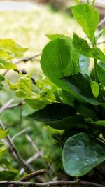 Close-up of fresh green plants in water