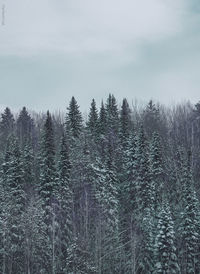 Trees on snow covered land against sky