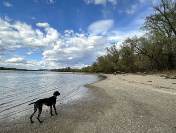 Dogs running at beach against sky
