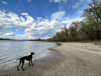 German pointer standing at the danube shore