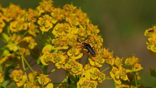 Close-up of bee pollinating on yellow flower