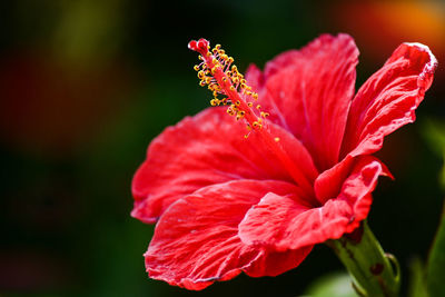 Close-up of red hibiscus flower