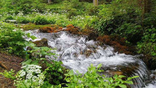 Scenic view of waterfall in forest