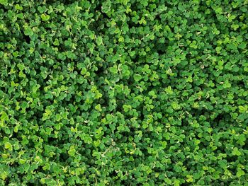 Full frame shot of plants growing on field