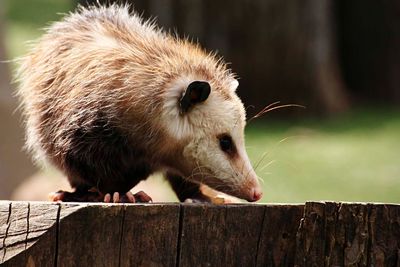 Close-up of opossum on wood