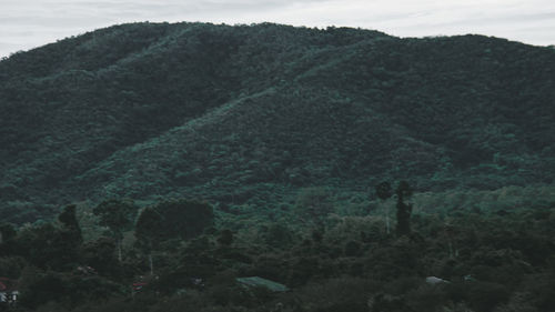 Scenic view of forest