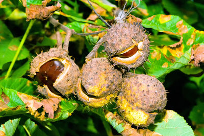 Close-up of insect on plant