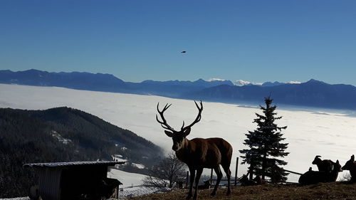 Silhouette deer standing on mountain against clear sky