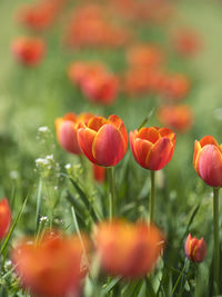 Close-up of red flowering plants on field