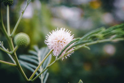 Close-up of white flowering plant